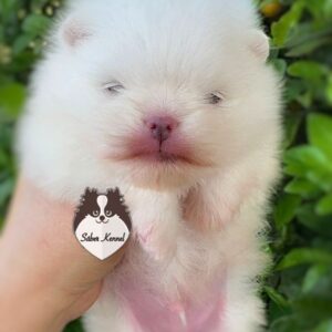 Lulu da Pomerânia Macho Branco Disponível