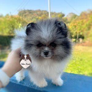 Lulu da Pomerânia Macho Particolor de Merle Disponível