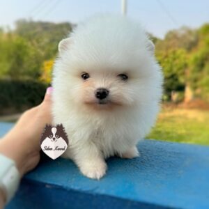 Lulu da Pomerânia Macho Branco Disponível