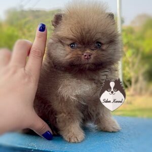 Lulu da Pomerânia Fêmea Laranja Beaver (Não disponível)