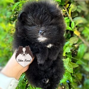 Lulu da Pomerânia Macho Black Disponível