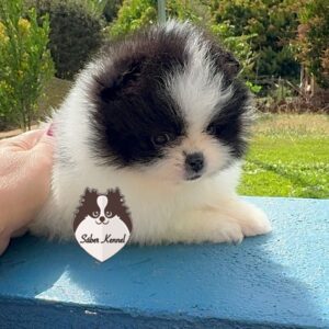 Lulu da Pomerânia Fêmea Panda (Não disponível)