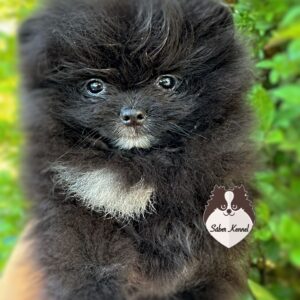 Lulu da Pomerânia Macho Black (não disponivel)