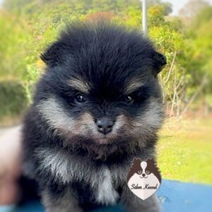 Lulu da Pomerânia Macho Black and Tan (Não disponível)